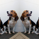 Illustration for article titled Gene-Edited Dogs With Jacked-Up Muscles Are a World's First